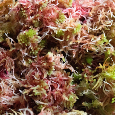 Close-up of high-quality sphagnum moss, excellent for terrarium bedding, enhancing moisture retention and root health in decorative plant displays.