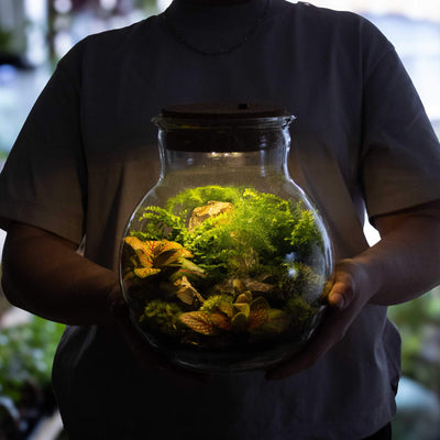 Hands-on green living with a self-contained light-up terrarium kit, featuring an easy-to-use LED lid, ideal for creating a serene plant display.