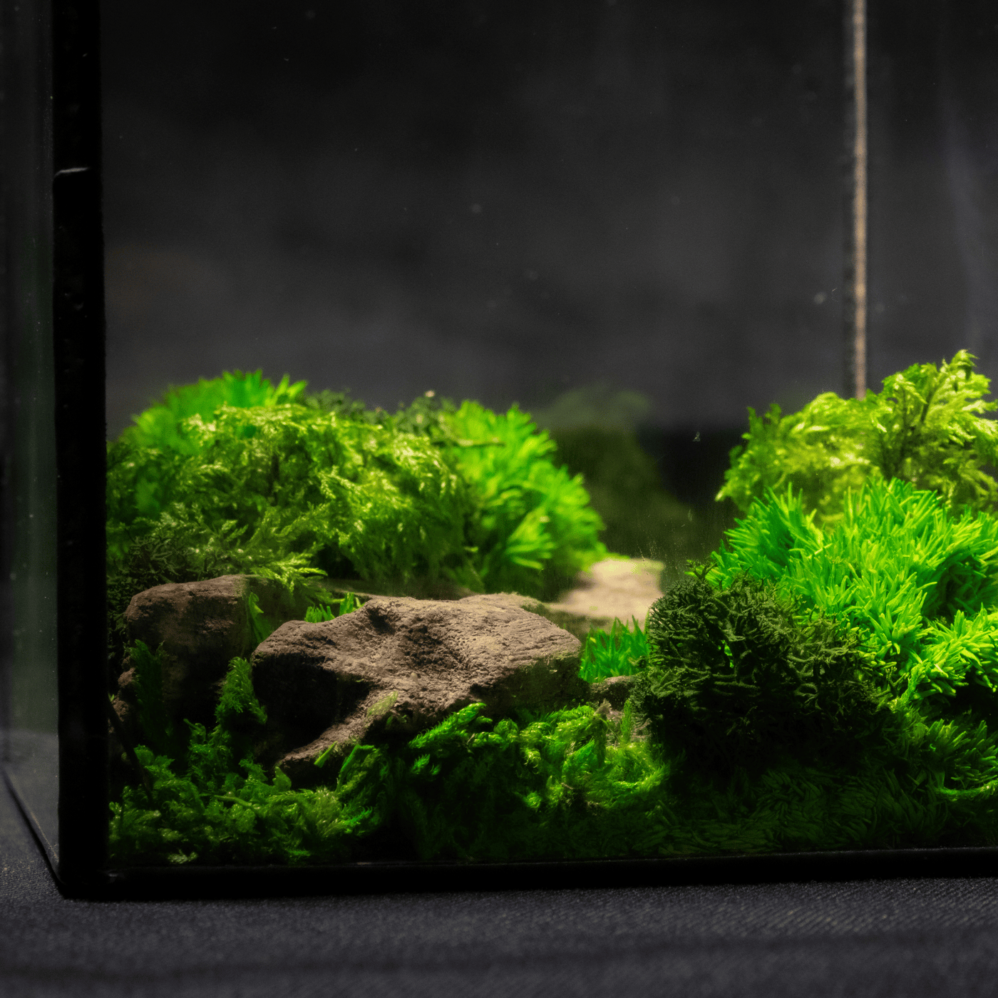 Mini Moss Cube