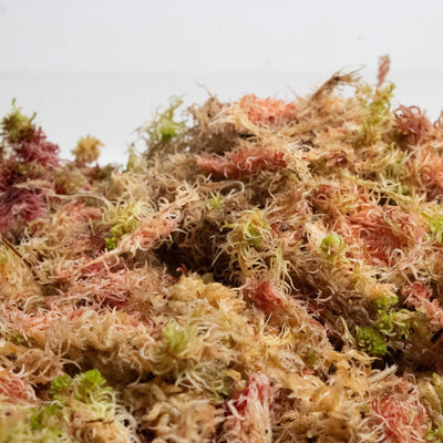 Eco-friendly sphagnum moss, a crucial component for DIY terrarium kits, shown in a natural and uncompressed state, ready to boost your terrarium’s ecosystem.