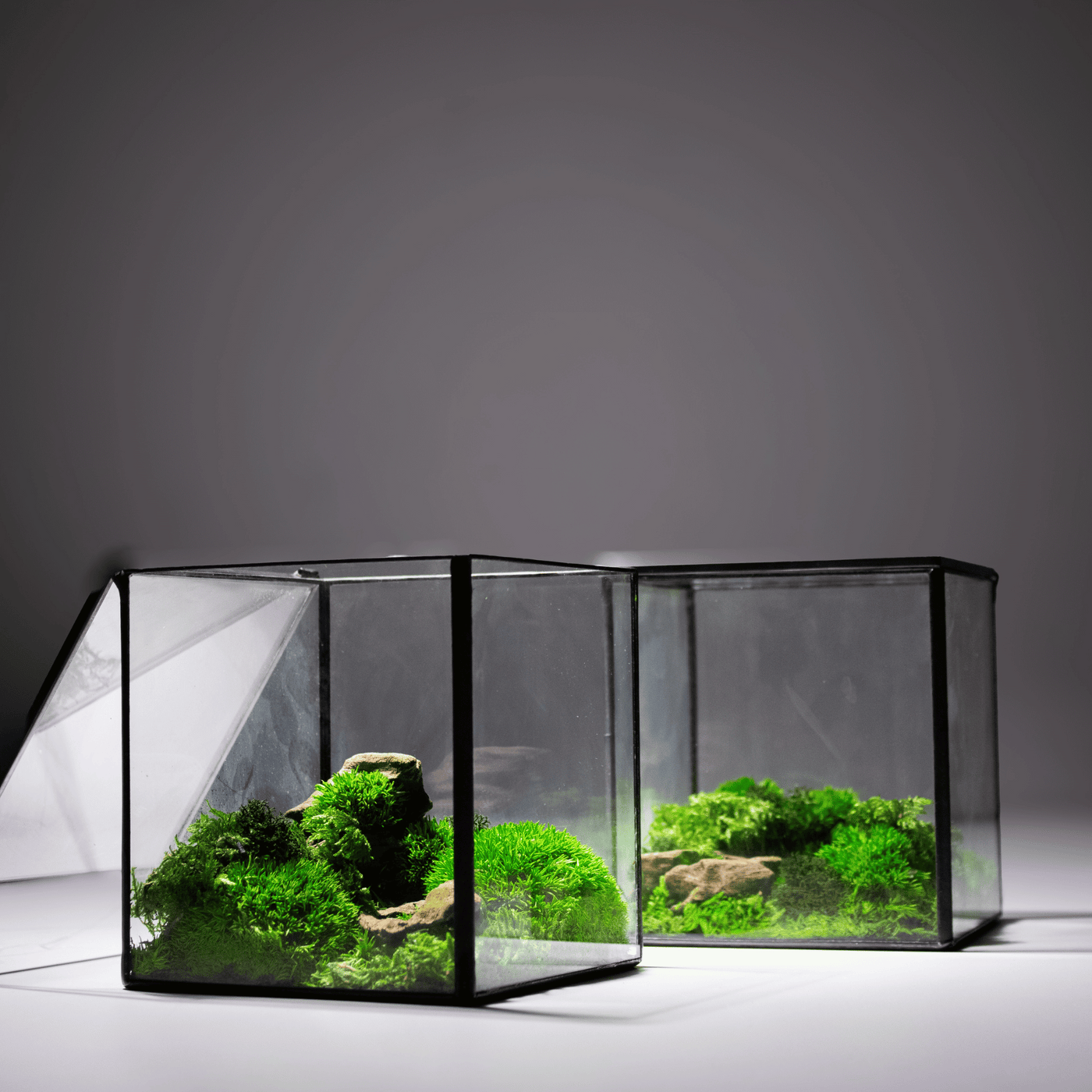 Mini Moss Cube