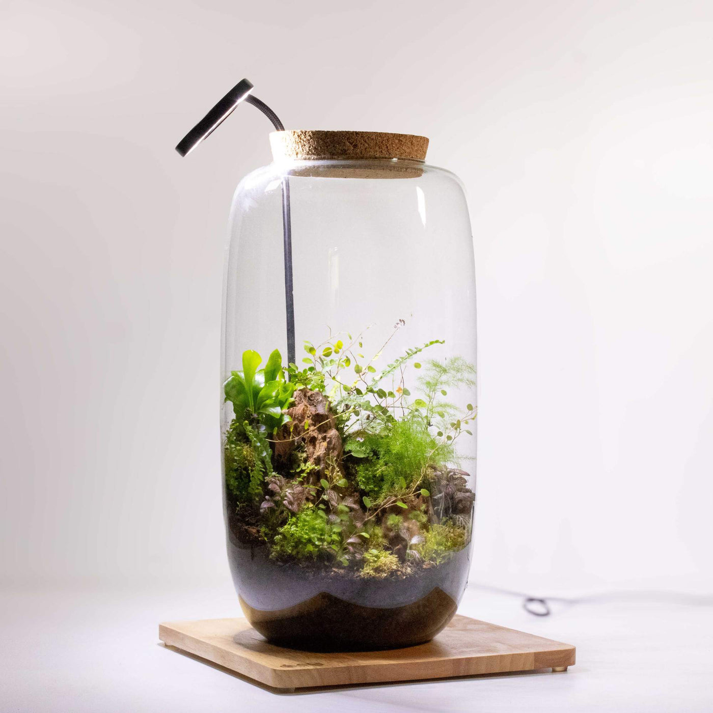 Sleek and functional wooden board with overhead lighting attachment, enhancing the visual appeal and growth of displayed terrariums.