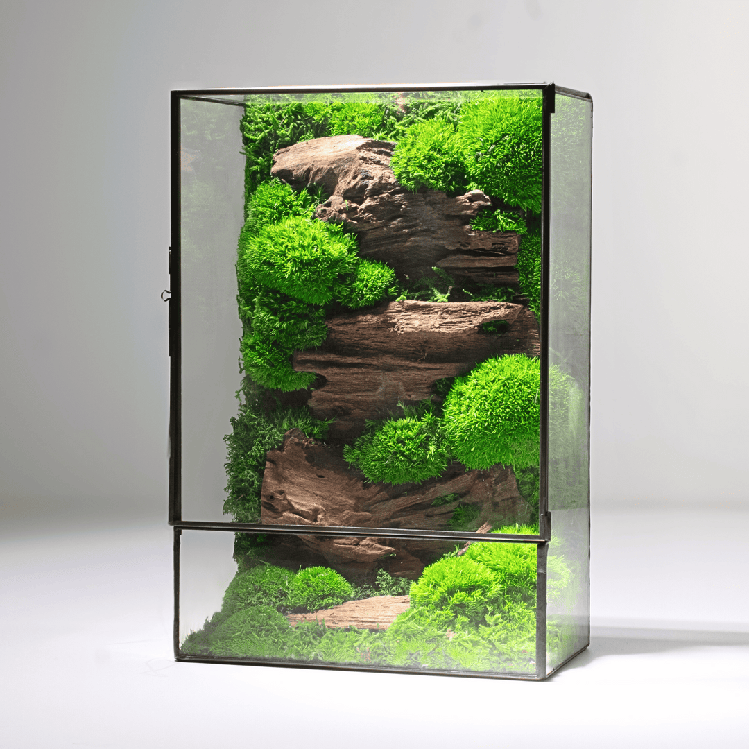 Buy The Moss Box V2 | Zero-maintenance Terrarium | For Sale | ome