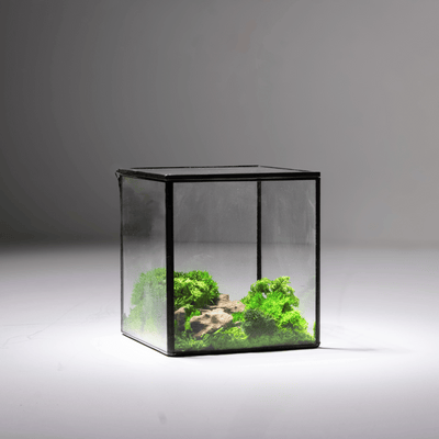 Mini Moss Cube