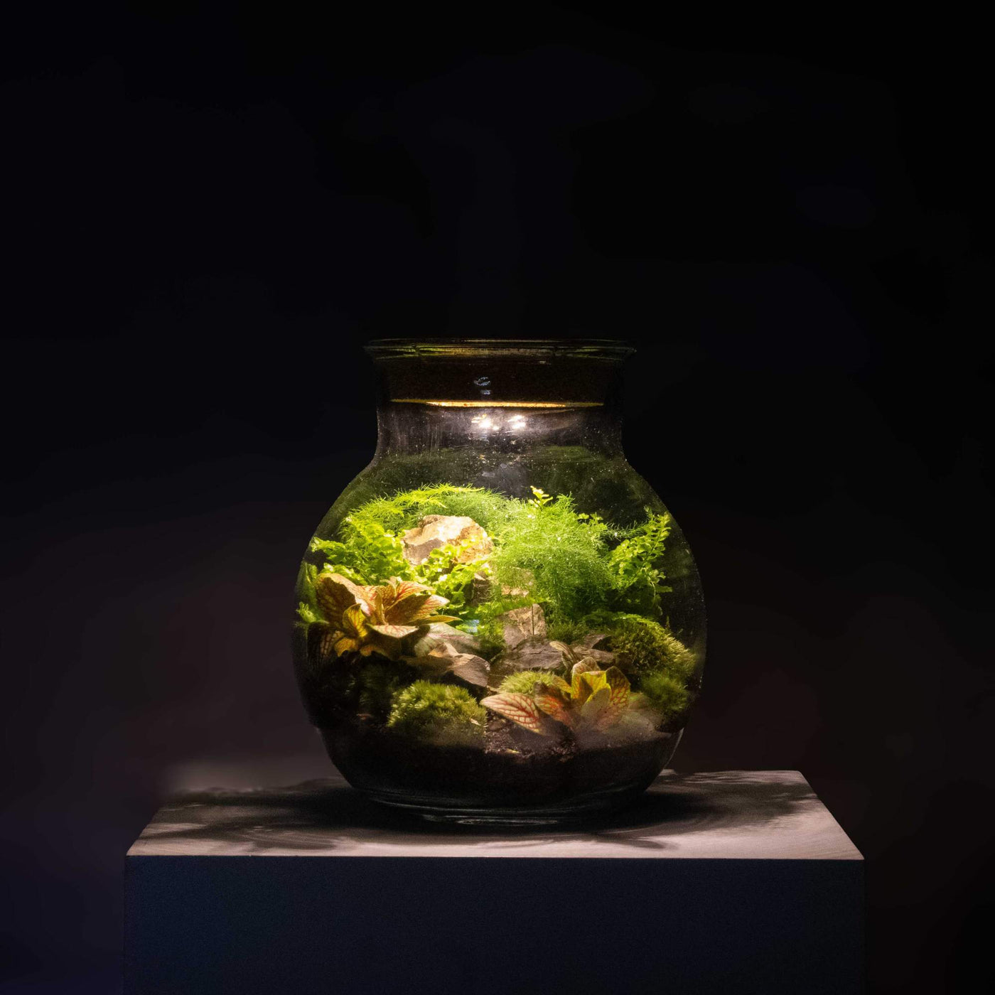 Brighten your room with a unique LED light-up terrarium kit, a captivating blend of art and nature, featuring easy assembly and care.