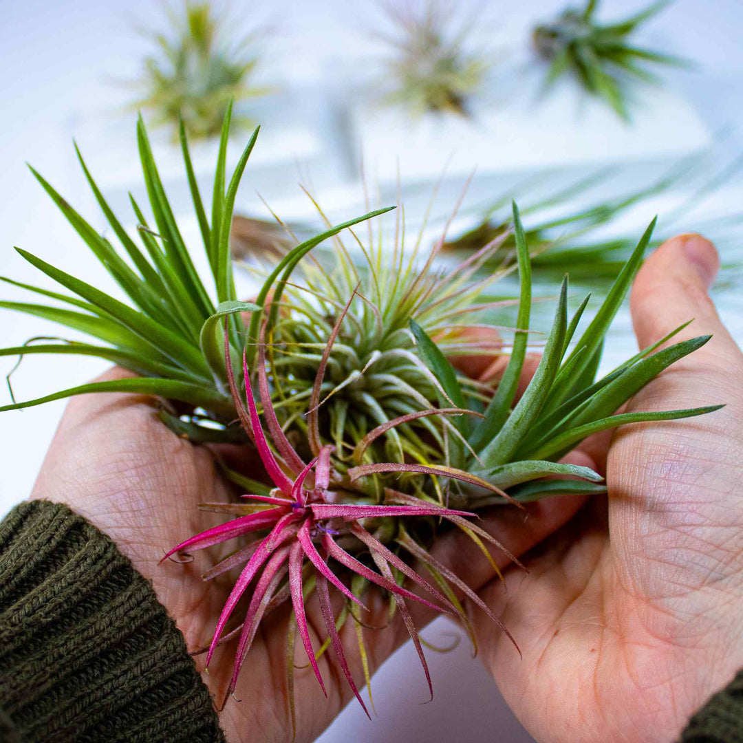Air Plants Mix | For Sale