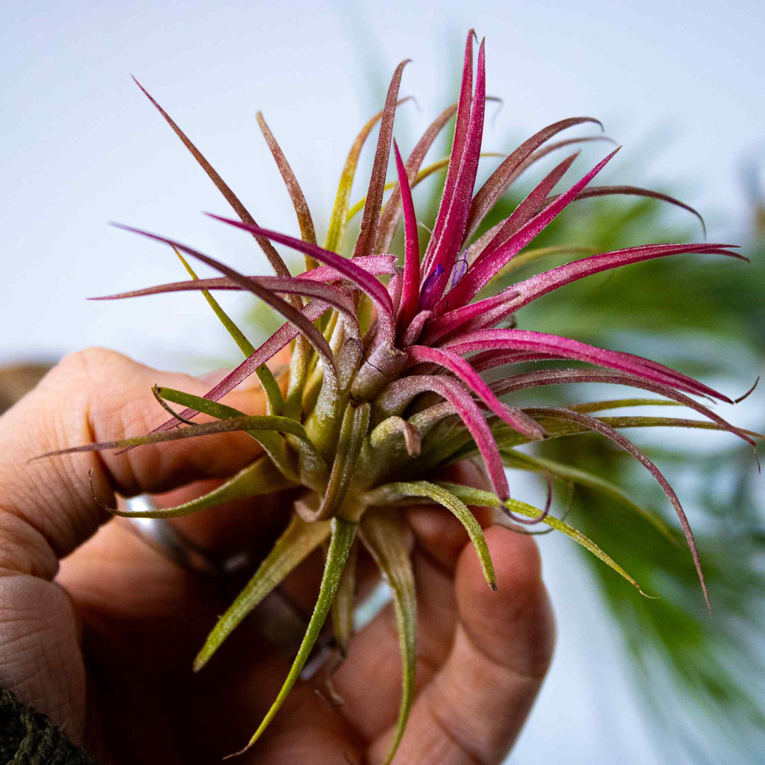 air plant suppliers Air Plants Mix | For Sale