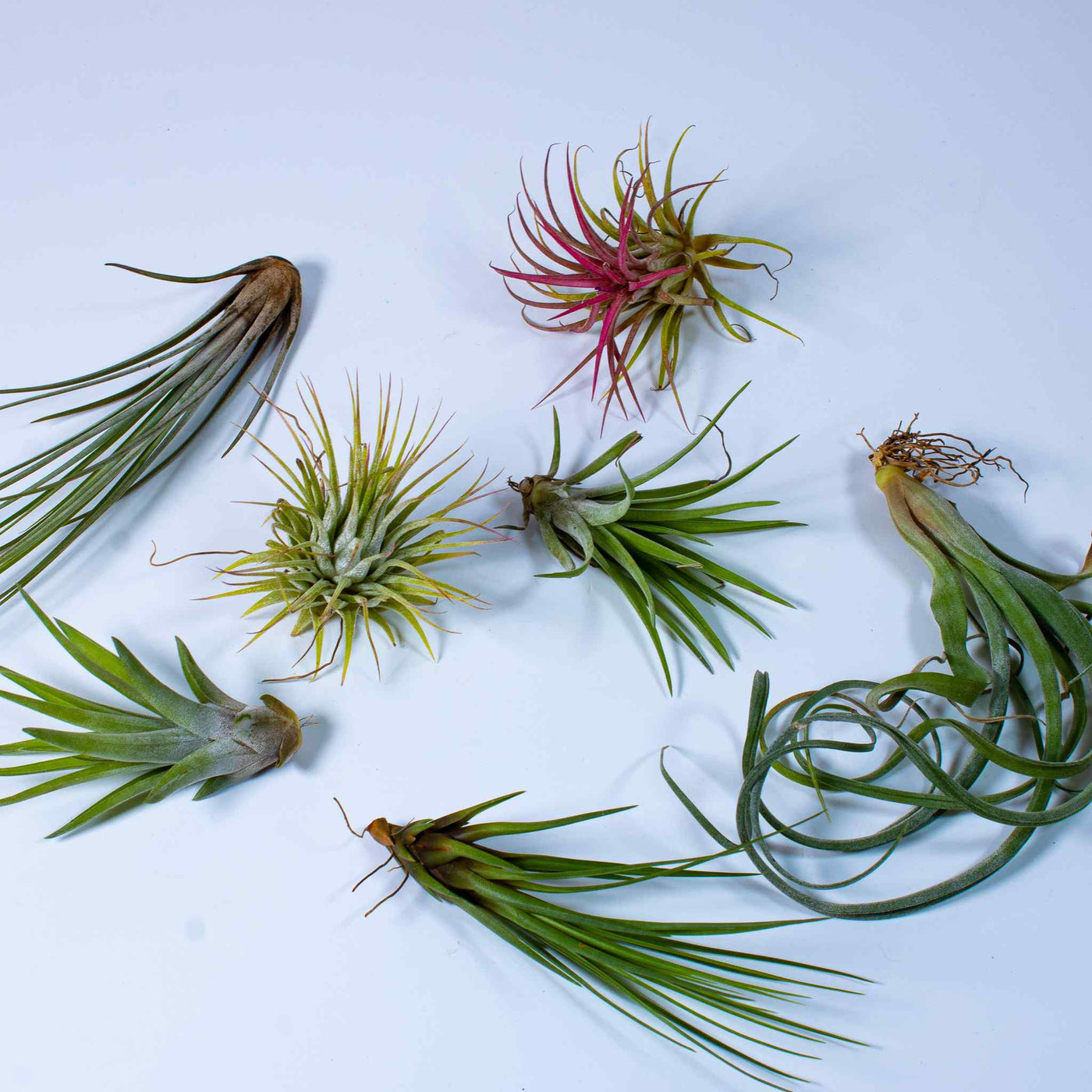 air plant bundle Air Plants Mix | For Sale