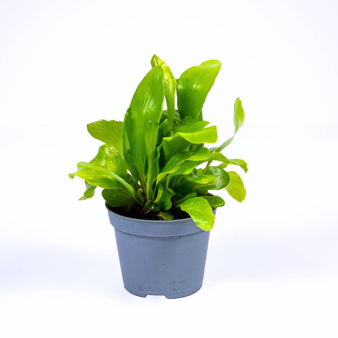 bird's nest fern terrarium Asplenium nidus (Birds nest fern) | For Sale