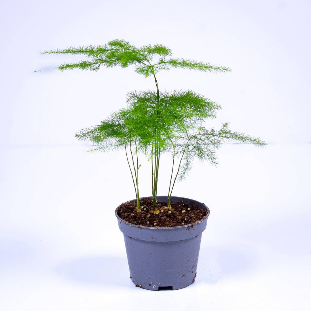 asparagus plants for sale Asparagus fern (Asparagus setaceus plumosus) | For Sale