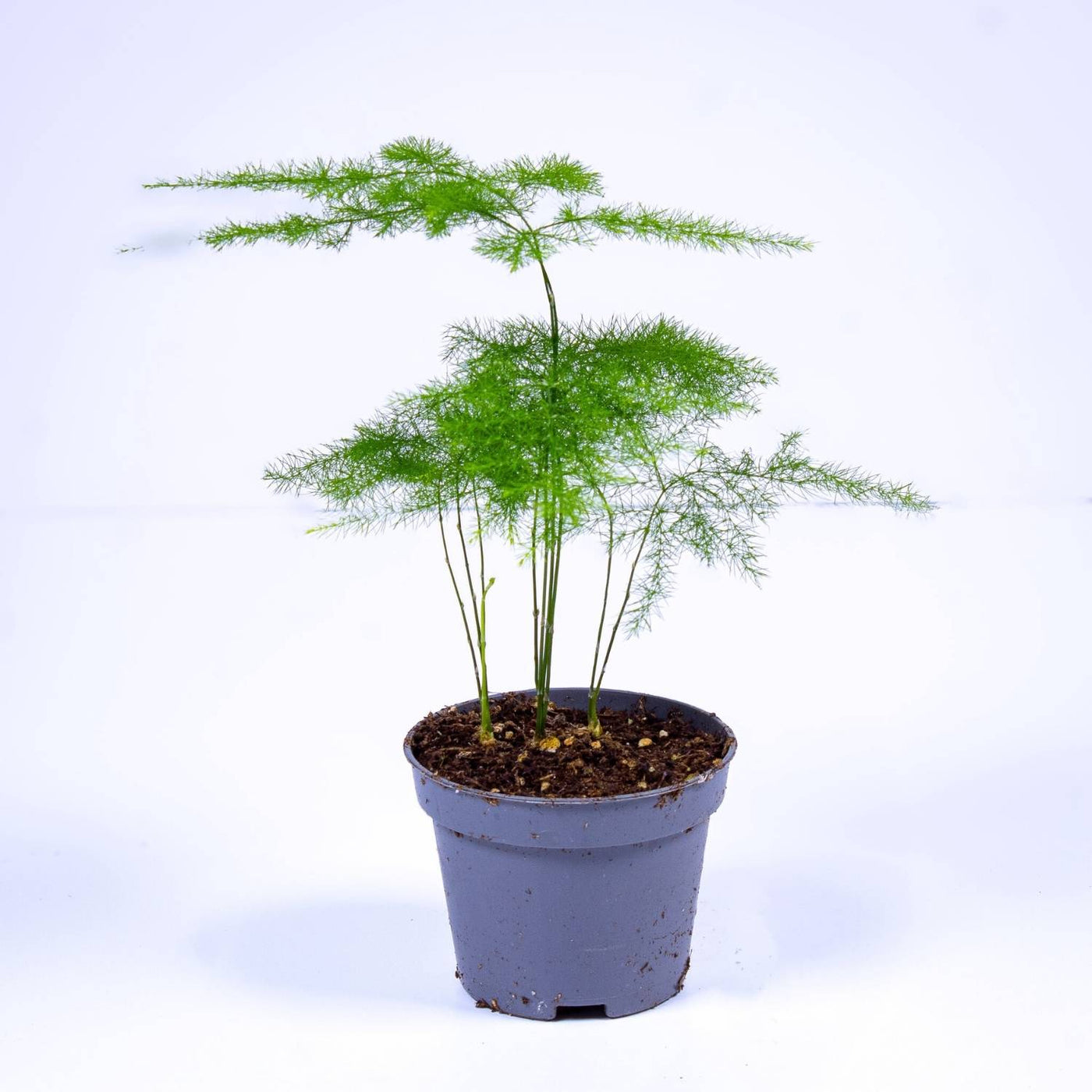 Buy asparagus fern uk 