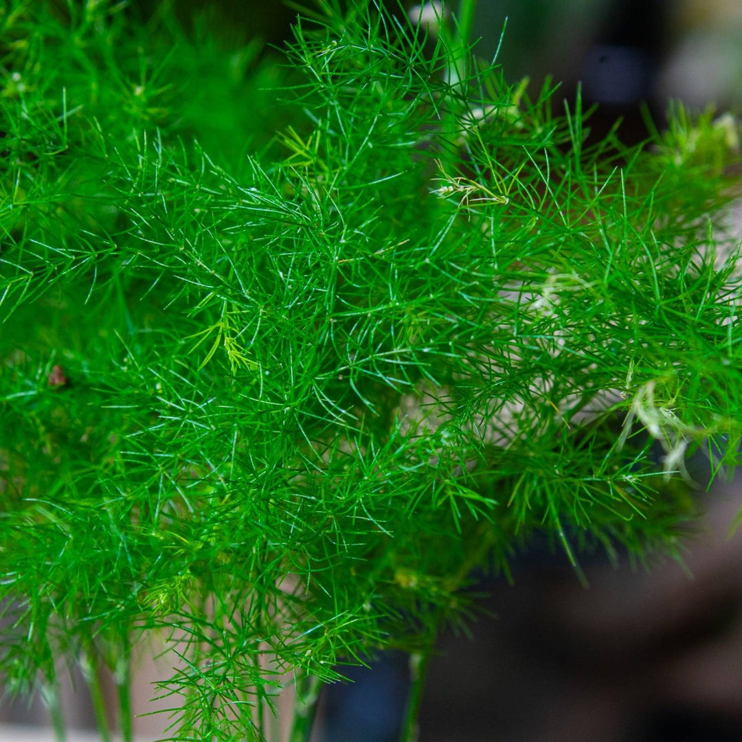 Asparagus fern (Asparagus setaceus plumosus) | For Sale