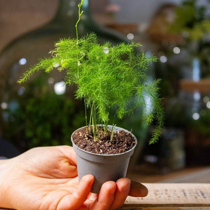 asparagus pot plant Asparagus fern (Asparagus setaceus plumosus) | For Sale