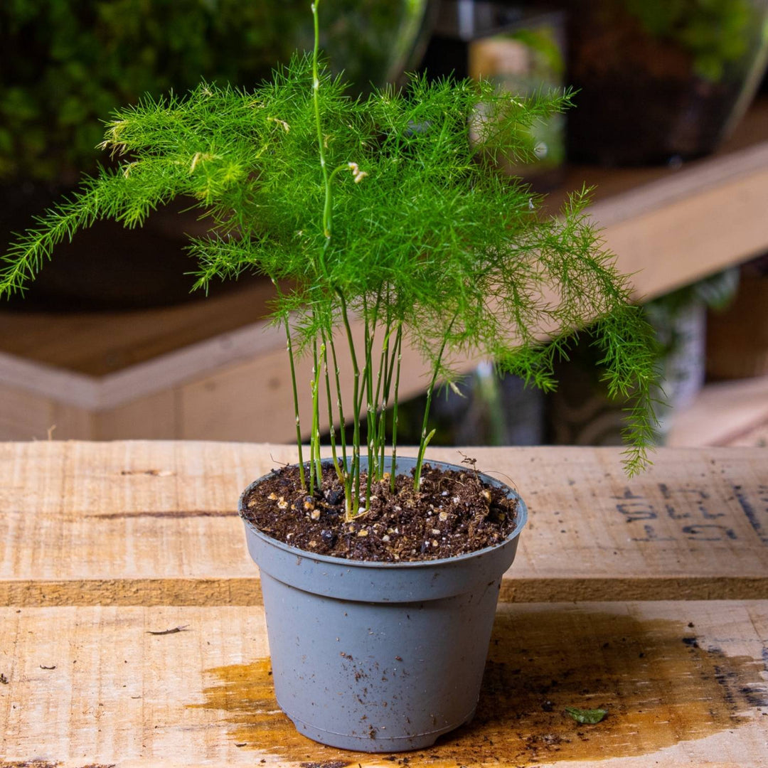 asparagus setaceus hanging fern plant Asparagus fern (Asparagus setaceus plumosus) | For Sale