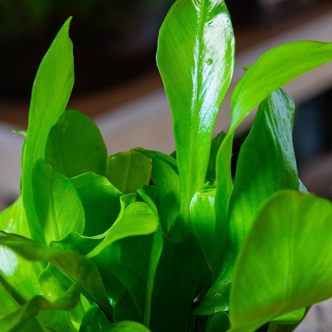 Asplenium nidus birds nest fern for sal e