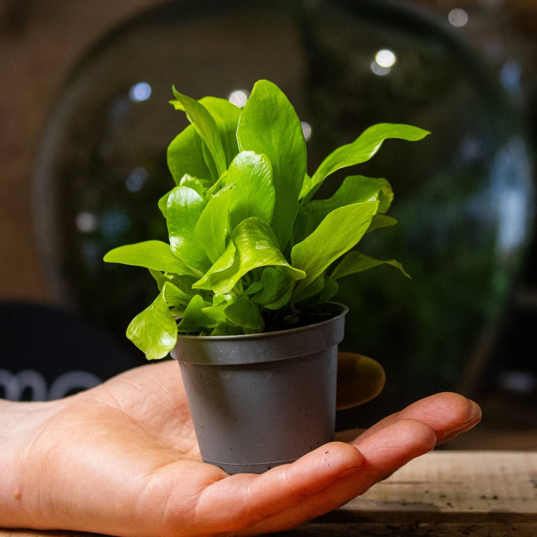 bird's nest fern terrarium Asplenium nidus (Birds nest fern) | For Sale