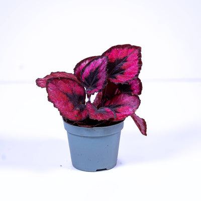 Begonia red heart for sale in the UK 