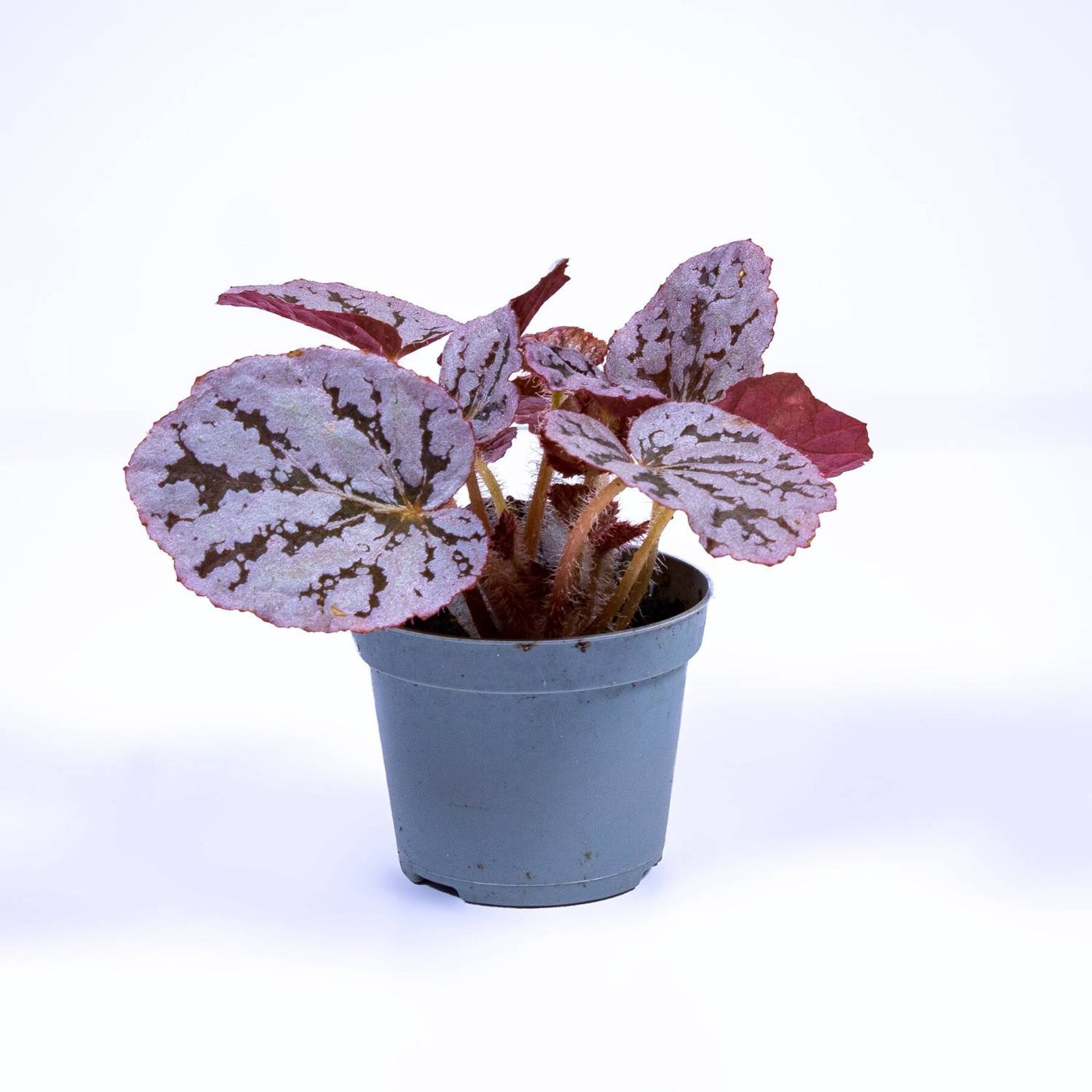 Begonia rex chayo for sale UK 