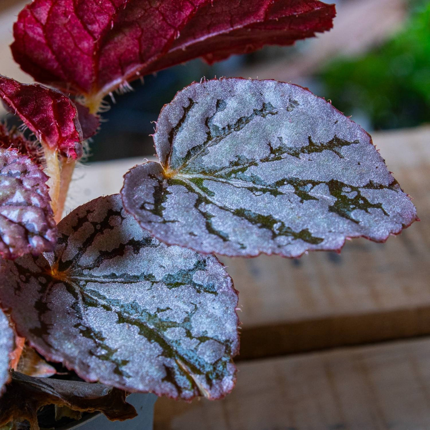 Shop Begonias for terrariums 