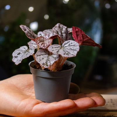 Red begonia for sale UK 