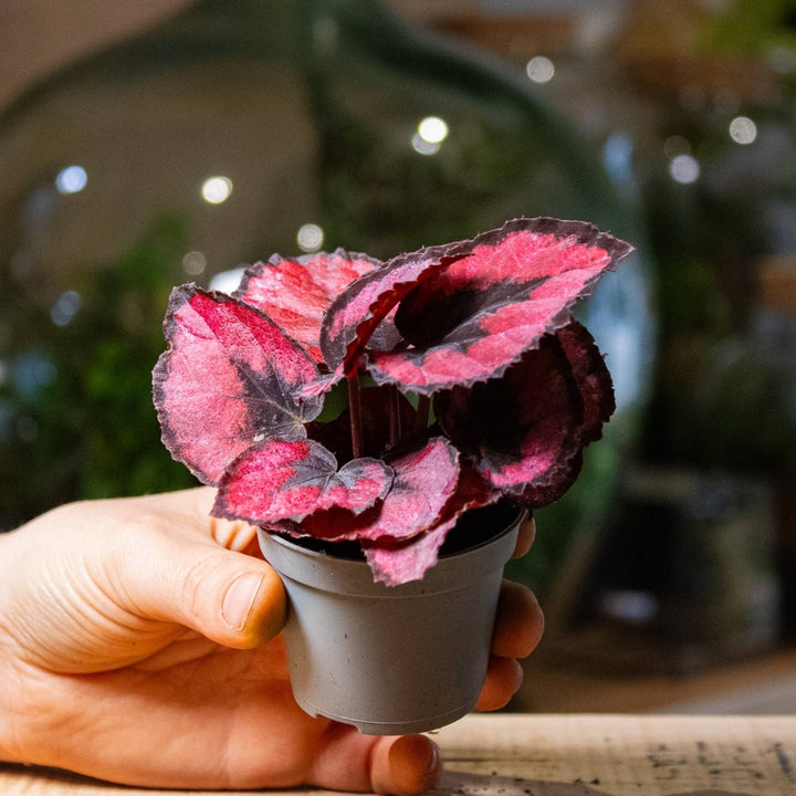Begonia Rex () Begonia Rex