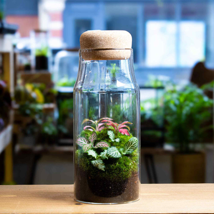 plant terrarium bottle Bottle Fittonia Terrarium | For Sale