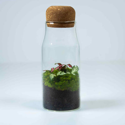 Bottled Fittonia terrarium 