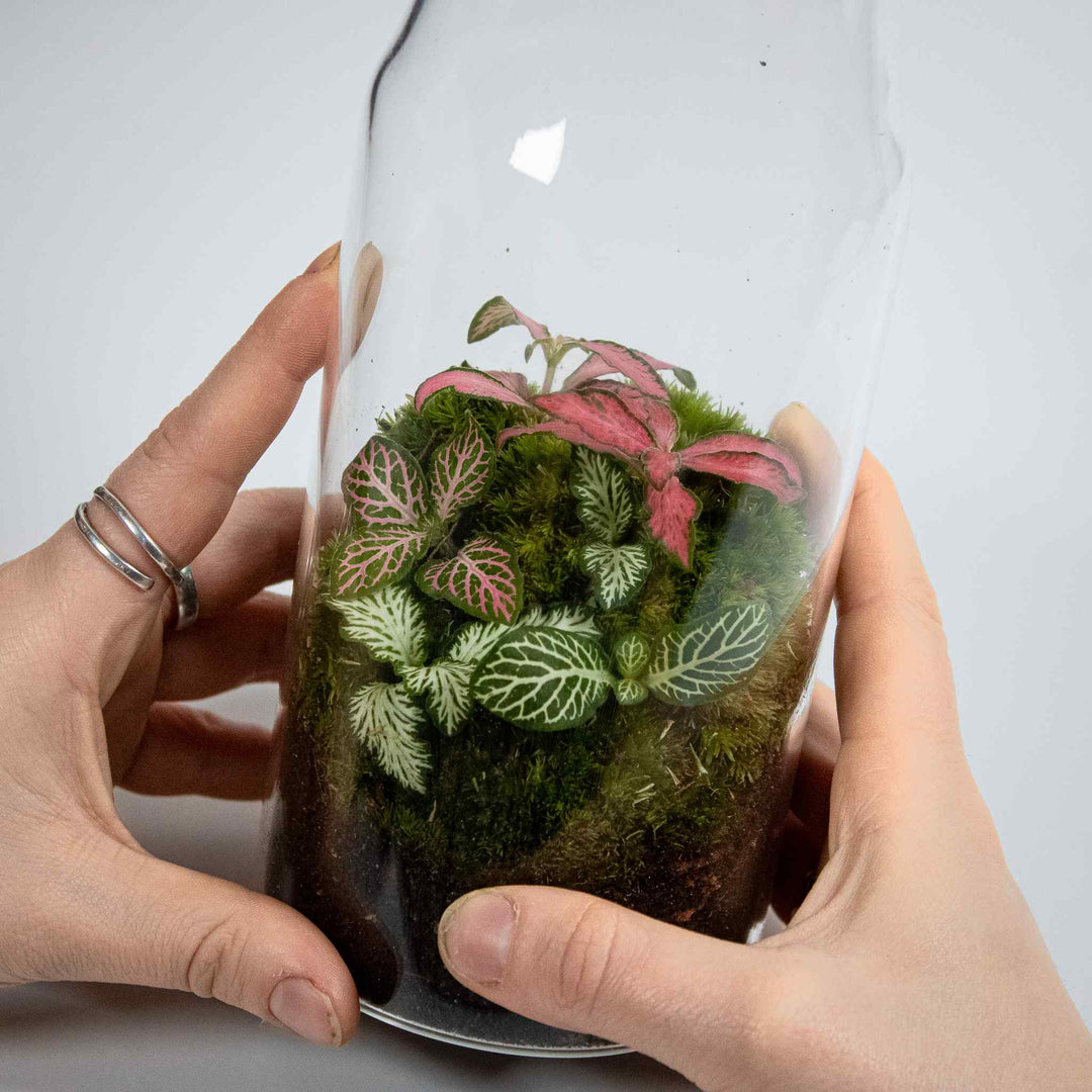 fittonia plant terrarium Bottle Fittonia Terrarium | For Sale