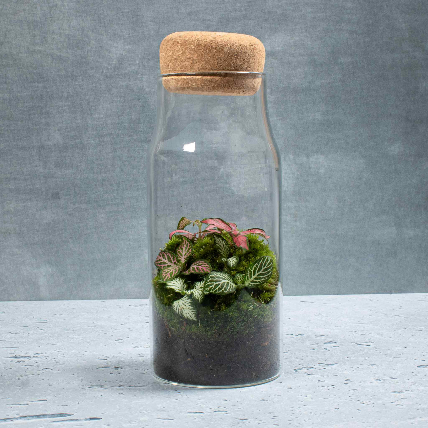 Plant lover gifts - ready made terrariums 