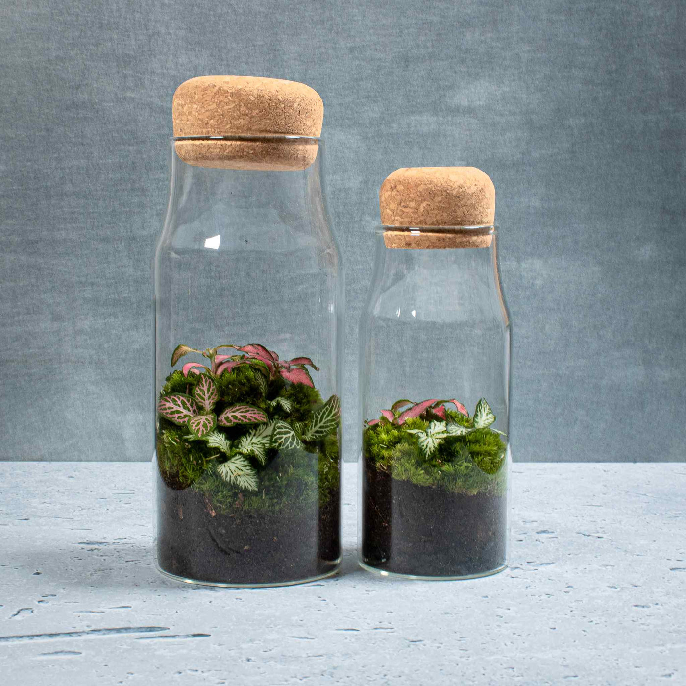 Live plants and fresh moss inside a glass terrarium with a cork lid 