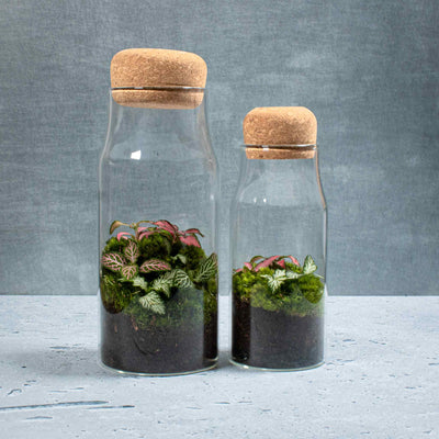 Live plants and fresh moss inside a glass terrarium with a cork lid 