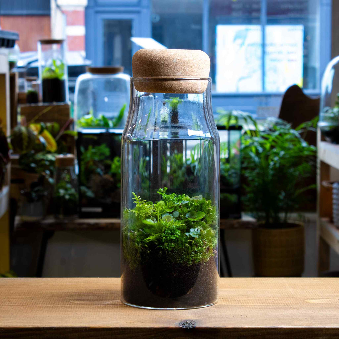 plants in a bottle terrarium embroidered patch Bottled Forest Terrarium Planted and Low Maintenance Sealed Terrariums