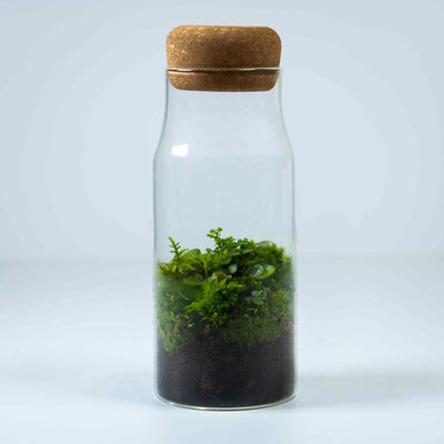 Bottled forest terrarium