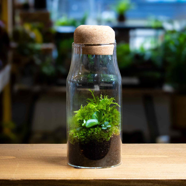 terrarium plants in a bottle Bottled Forest Terrarium Planted and Low Maintenance Sealed Terrariums
