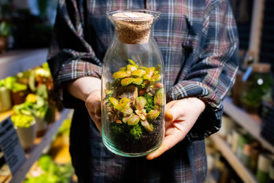Handmade bottle terrarium kit - for sale in the UK