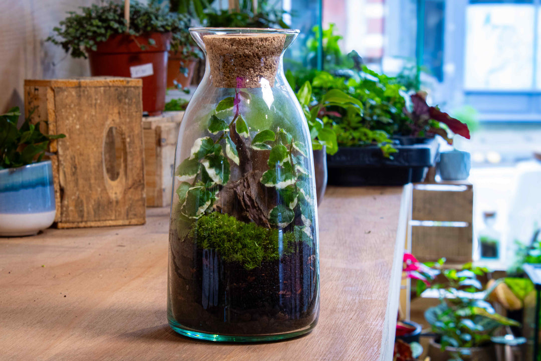 plants in a bottle terrarium embroidered patch DIY Bottle Terrarium Kit | For Sale