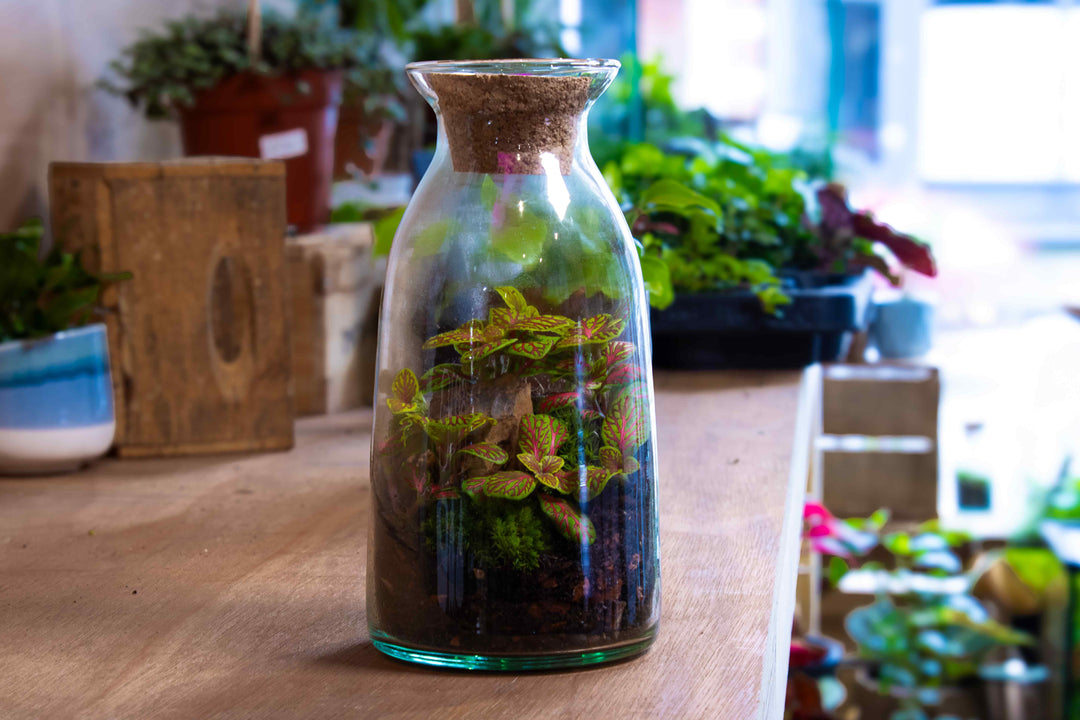 plant terrarium bottle DIY Bottle Terrarium Kit | For Sale