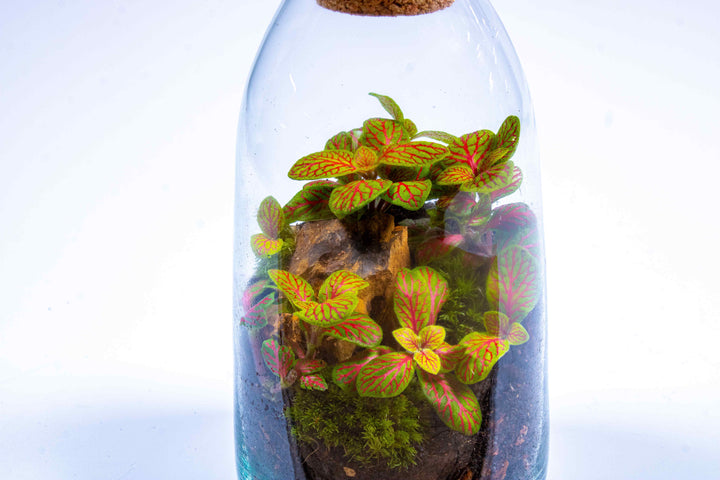 plants in a bottle terrarium embroidered patch DIY Bottle Terrarium Kit | For Sale