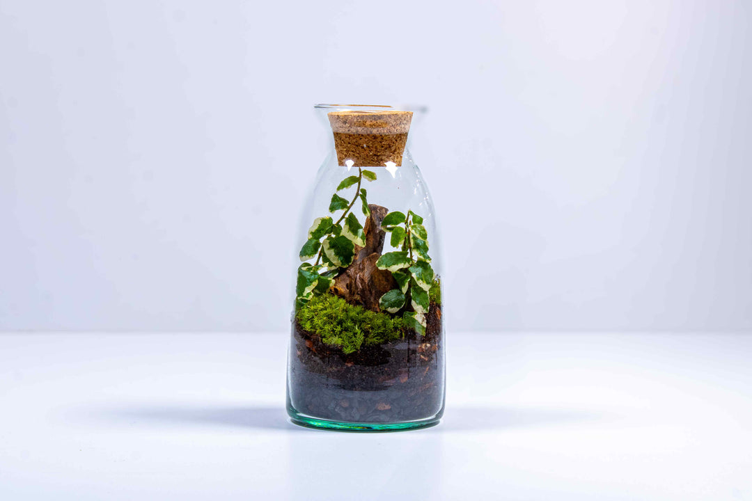 plants in a bottle terrarium embroidered patch DIY Bottle Terrarium Kit | For Sale
