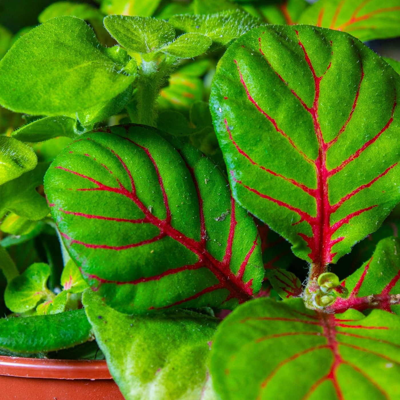 Fittonia albivenis (Nerve Plant) 8cm