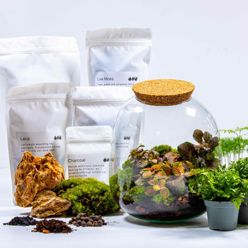 Bulb Terrarium Kit