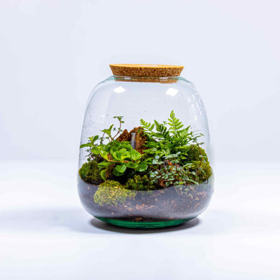 Lush green gift: UK tropical terrarium kit in a glass container with live plants and moss.