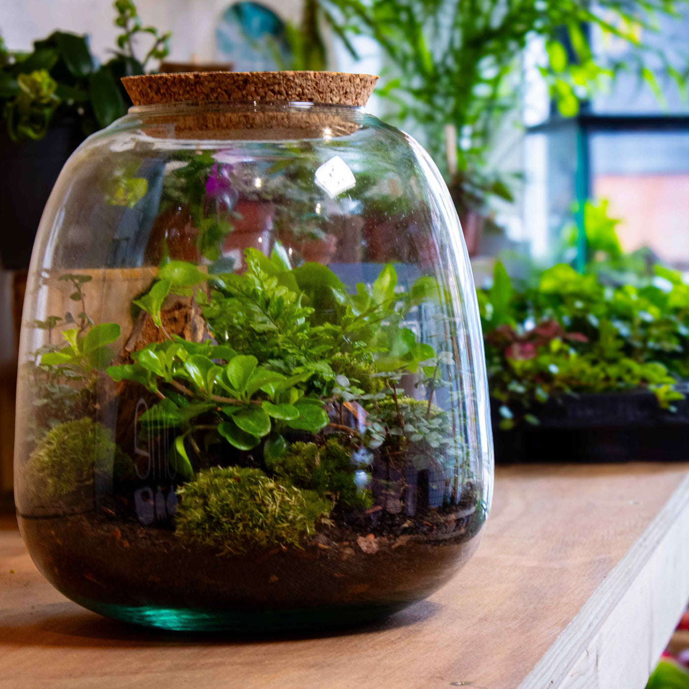 Gift greenery in the UK with our tropical terrarium kit, boasting live plants and lush moss.