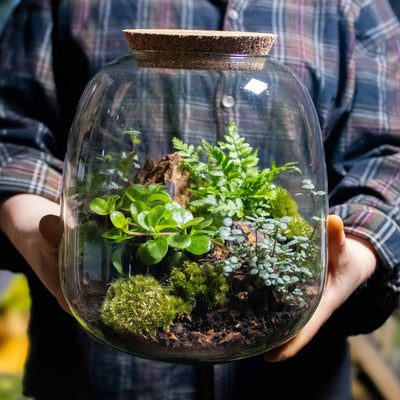 Transform any space into a tropical haven with our UK terrarium kit, showcasing live plants and moss.
