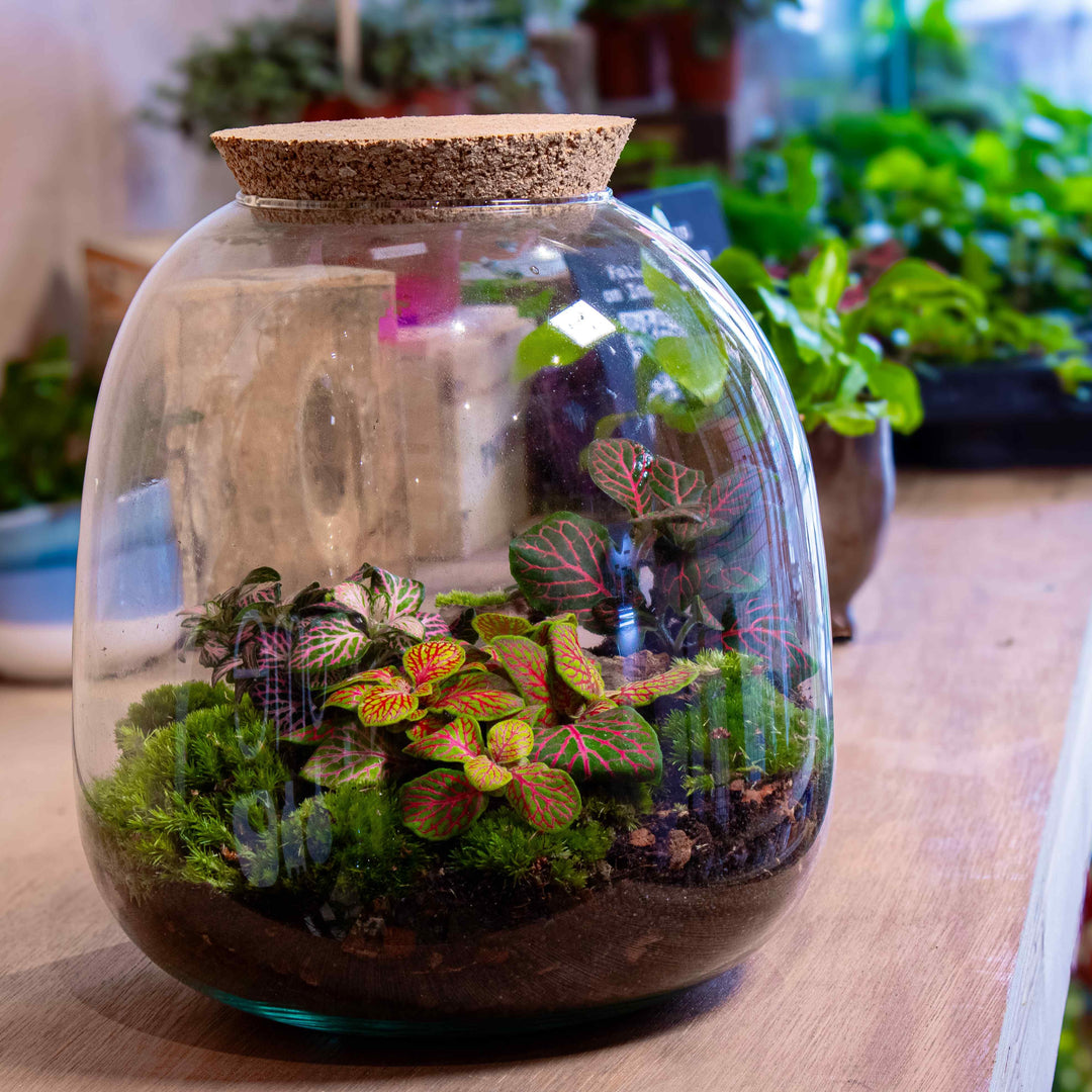 DIY Bulb Terrarium Kit | For Sale