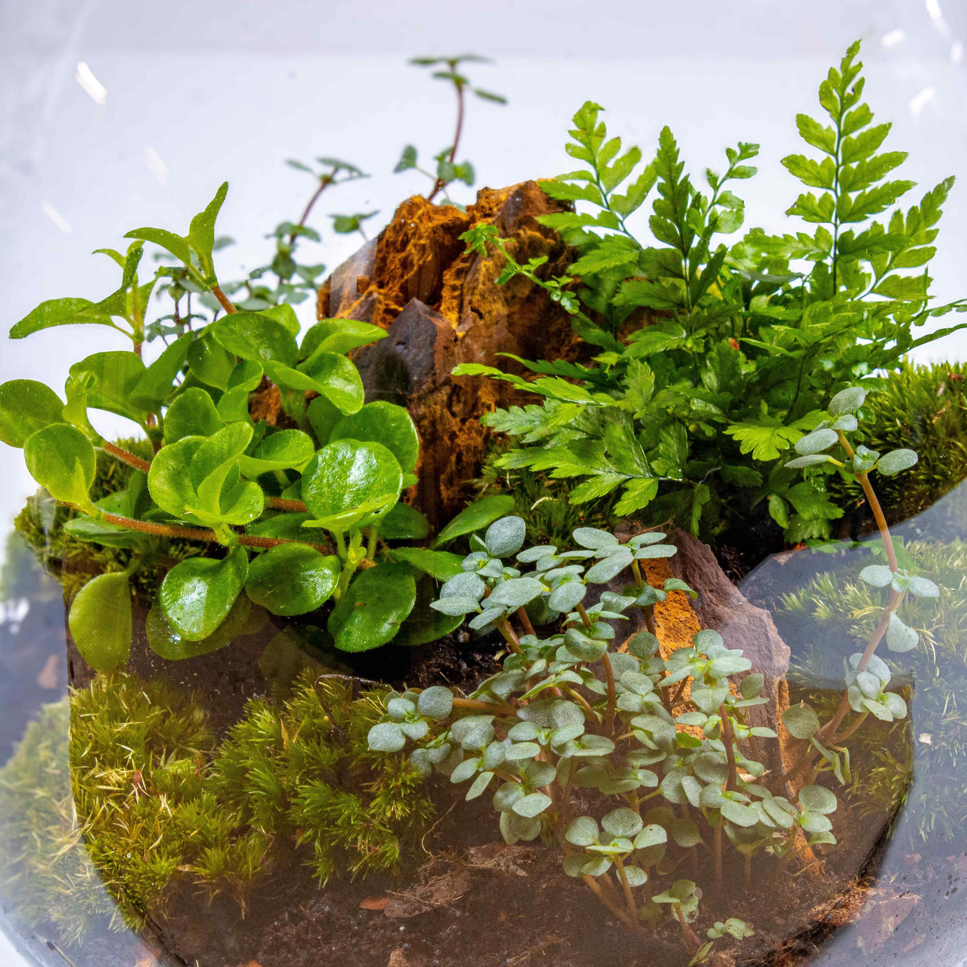 Bring nature indoors with our UK-friendly tropical terrarium kit, complete with live plants and moss."