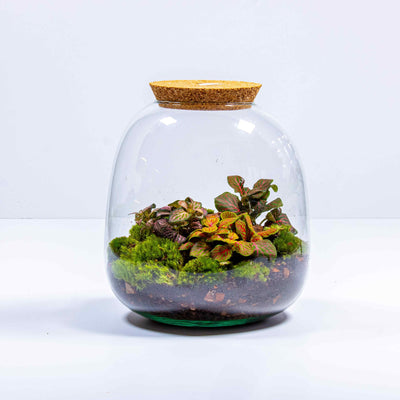 Elevate gifting with our UK tropical terrarium kit, featuring live plants and vibrant moss.