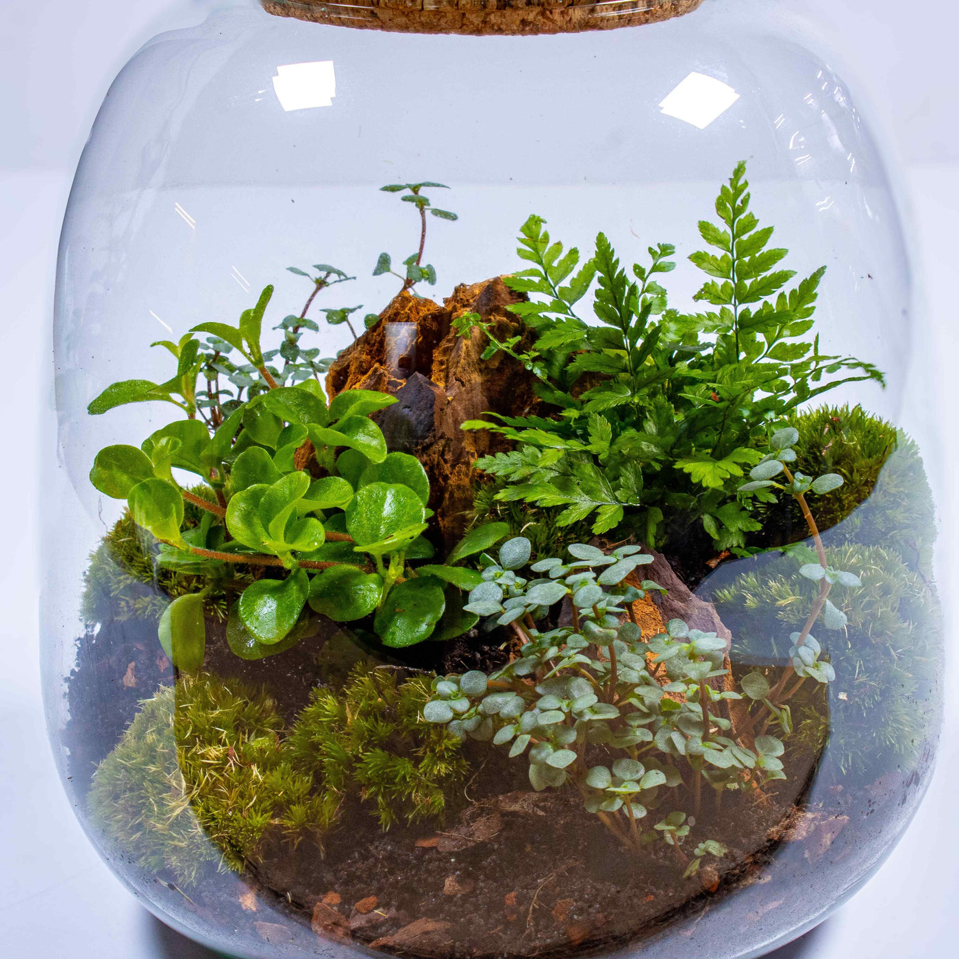 UK green gift: Tropical terrarium kit with lush live plants and moss in a glass container.