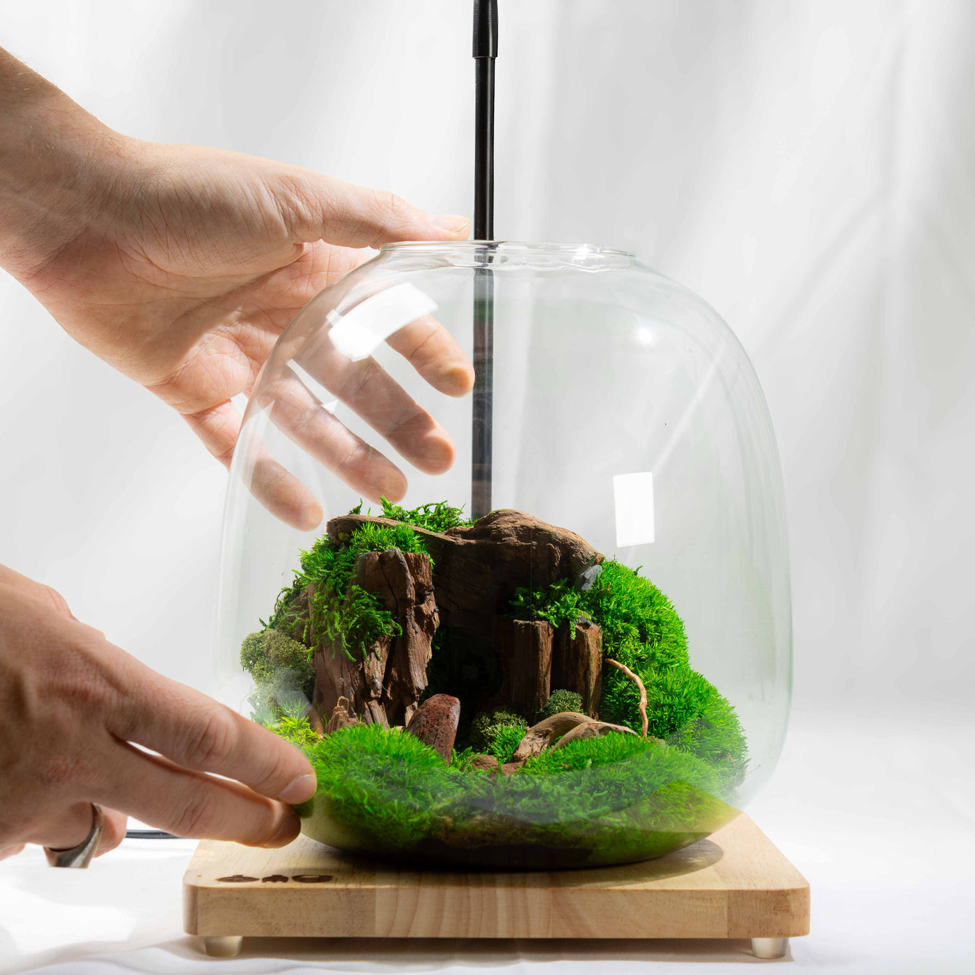 Decorative handmade moss display in glass—natural, zero-care terrarium designed to bring organic texture and greenery into indoor spaces.