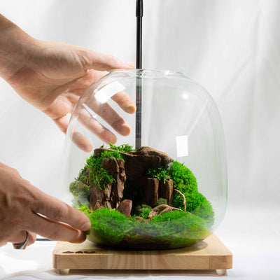 Decorative handmade moss display in glass—natural, zero-care terrarium designed to bring organic texture and greenery into indoor spaces.